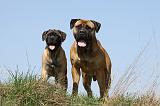 BULLMASTIFF 363